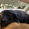 PEARL, chiot Berger Créole femelle