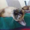 SIAM, chatte junior, croisée siamoise