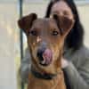 Chilli- Fox Terrier Mix, rundum verträgl