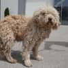 Coen ist einfach ein super Hund!