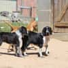 Carolina sucht liebevolles Zuhause