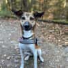 Vega sucht ein Zuhause