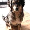 Sensibler Jungrüde ♥BALU♥ in 59174 Kamen