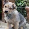 Levin ein Hundeherz aus Gold