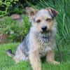Levin ein Hundeherz aus Gold