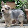 Levin ein Hundeherz aus Gold