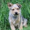 Levin ein Hundeherz aus Gold