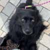 Klein♥Daisy♥ erwartet dich 01640 Coswig