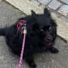 Klein♥Daisy♥ erwartet dich 01640 Coswig