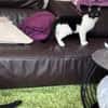 Scheue Marta sucht Zuhause mit Geduld