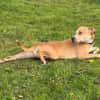 Sparky - der Flummi