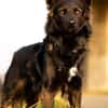 Traumhund für Kenner (Hütehunde)