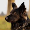 Traumhund für Kenner (Hütehunde)
