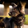 Traumhund für Kenner (Hütehunde)
