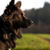 Traumhund für Kenner (Hütehunde)