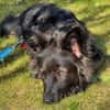 Traumhund für Kenner (Hütehunde)