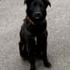 Oliver Oli  junger Border-Mix
