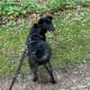 Oliver Oli  junger Border-Mix