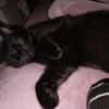 Ellie  junge Katze sucht Zuhause