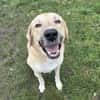 Kangal mit Retrieverherz
