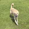 Kangal mit Retrieverherz