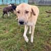 Kangal mit Retrieverherz