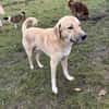 Kangal mit Retrieverherz