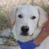 Cuqui unser aller Liebling Traumhund