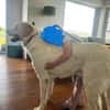Cuqui unser aller Liebling Traumhund