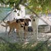 Cuqui unser aller Liebling Traumhund