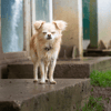 MILOU OAA20015