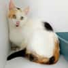 MYRTILLE