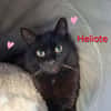 Héliote