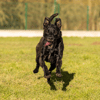 TISCO