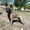 CHRISTIN (4 Patas Jumillas)