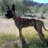 CHRISTIN (4 Patas Jumillas)