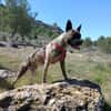 CHRISTIN (4 Patas Jumillas)