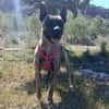 CHRISTIN (4 Patas Jumillas)