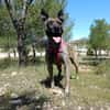 CHRISTIN (4 Patas Jumillas)