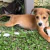NILO, chiot Berger Créole mâle