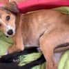NILO, chiot Berger Créole mâle