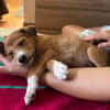 NILO, chiot Berger Créole mâle