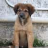 THIAKRY, Chiot mâle Croisé Créole
