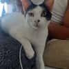 KALICY, chaton femelle européen