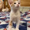 LEVI, chaton créole mâle