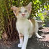 LEVI, chaton créole mâle