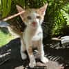 LEVI, chaton créole mâle