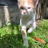 LEVI, chaton créole mâle