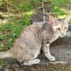 RAYA, chaton femelle européen