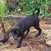 Milady, Femelle junior Croisée Labrador